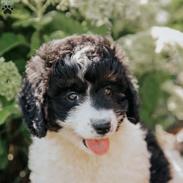 Missie, Bernedoodle Puppy