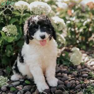 Missie, Bernedoodle Puppy