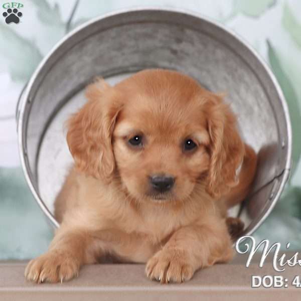 Missy, Cavapoo Puppy