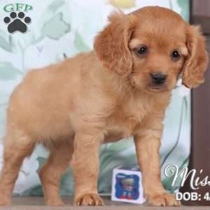 Missy, Cavapoo Puppy