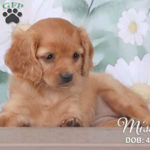 Missy, Cavapoo Puppy