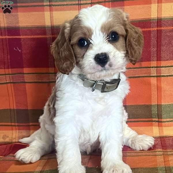 Mitchell, Cavapoo Puppy