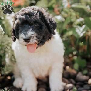 Moe, Bernedoodle Puppy