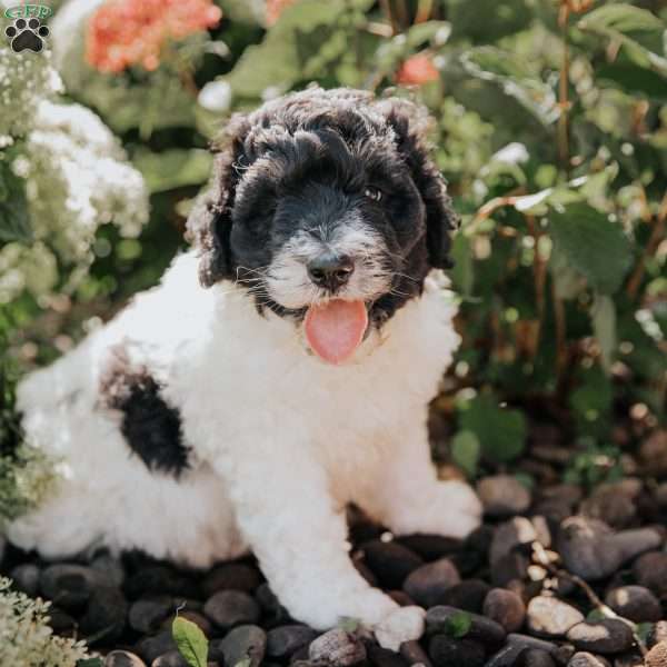 Moe, Bernedoodle Puppy
