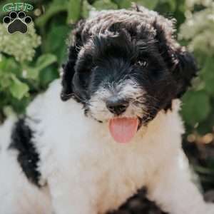 Moe, Bernedoodle Puppy