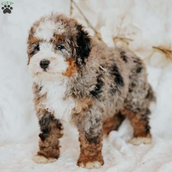 Moe (F1B), Mini Bernedoodle Puppy