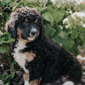 Molly, Bernedoodle Puppy
