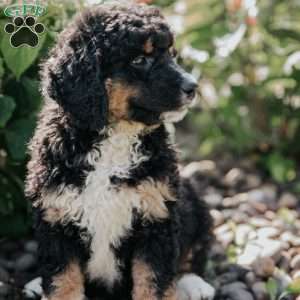 Molly, Bernedoodle Puppy