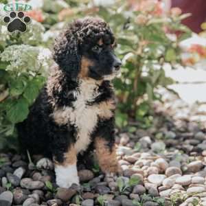 Molly, Bernedoodle Puppy