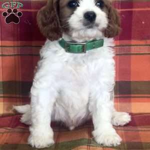 Milton, Cavapoo Puppy