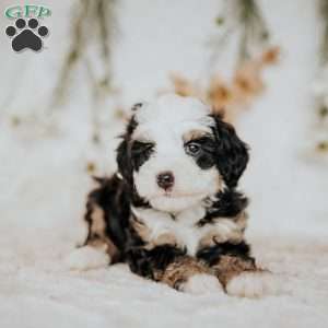 Peggy, Mini Bernedoodle Puppy