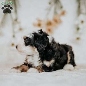 Peggy, Mini Bernedoodle Puppy