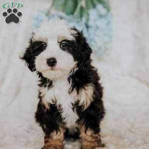 Peggy, Mini Bernedoodle Puppy