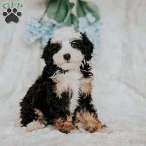 Peggy, Mini Bernedoodle Puppy
