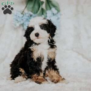 Peggy, Mini Bernedoodle Puppy