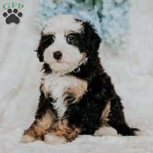 Peggy, Mini Bernedoodle Puppy