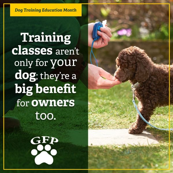person feeding a small brown poodle puppy a treat for dog training education month, text on image reads "training classes aren't only for your dog; they're a big benefits for owners too."