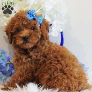 Poppy, Toy Poodle Puppy