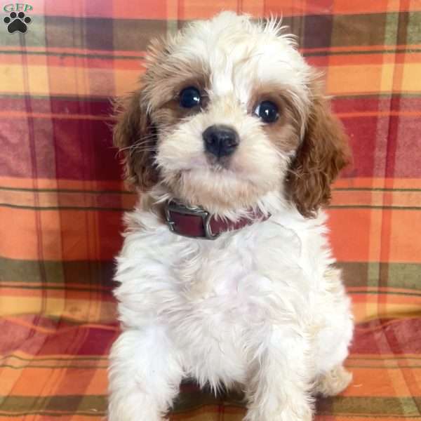 Riley, Cavapoo Puppy