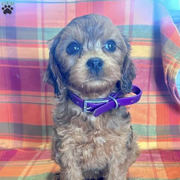 Rita, Cavapoo Puppy