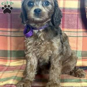 Rita, Cavapoo Puppy