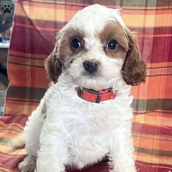 Robin, Cavapoo Puppy