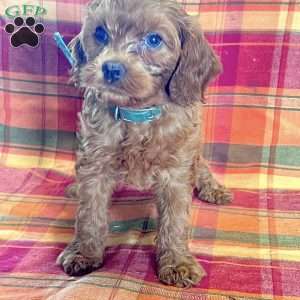 Rose, Cavapoo Puppy
