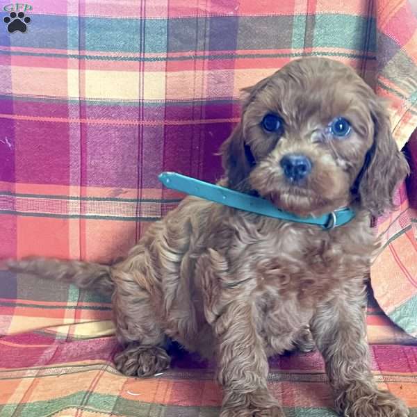 Rose, Cavapoo Puppy