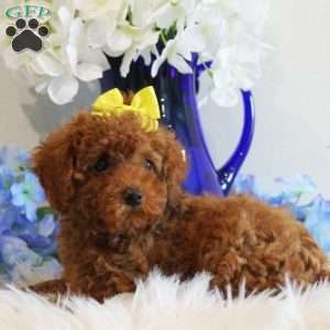 Rose, Toy Poodle Puppy