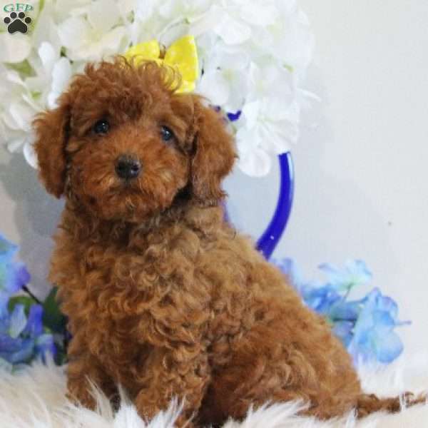 Rose, Toy Poodle Puppy