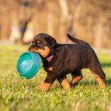 rottweiler puppy walking outside and carrying a teal plastic bowl