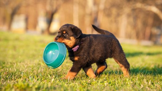 Why Do Dogs Bring You Things?