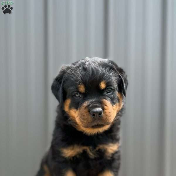 Keno, Rottweiler Puppy