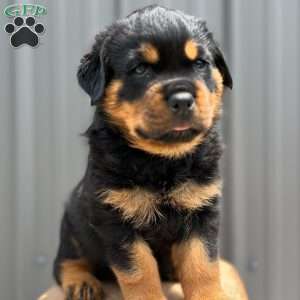 Dallas, Rottweiler Puppy