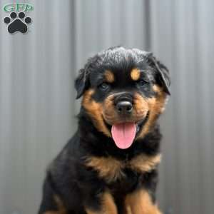 Dallas, Rottweiler Puppy