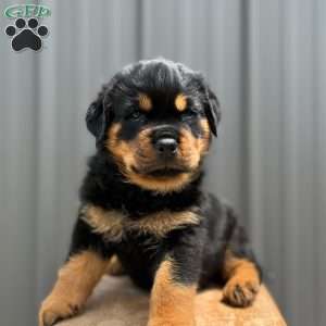 Dallas, Rottweiler Puppy