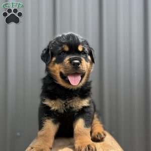 Dallas, Rottweiler Puppy
