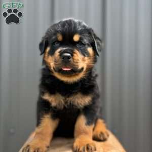 Dallas, Rottweiler Puppy