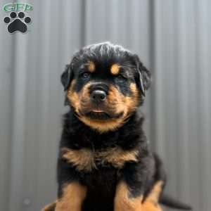 Dallas, Rottweiler Puppy