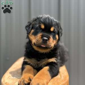 Dallas, Rottweiler Puppy