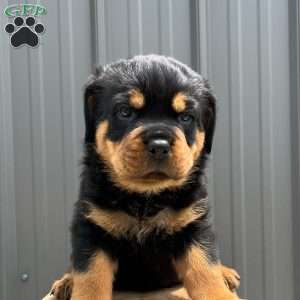 Gator, Rottweiler Puppy