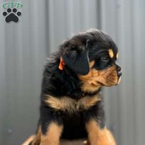 Gator, Rottweiler Puppy