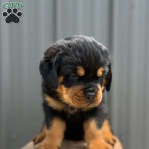 Gator, Rottweiler Puppy