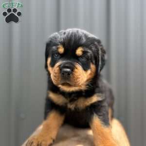 Gator, Rottweiler Puppy