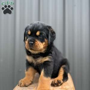 Gator, Rottweiler Puppy