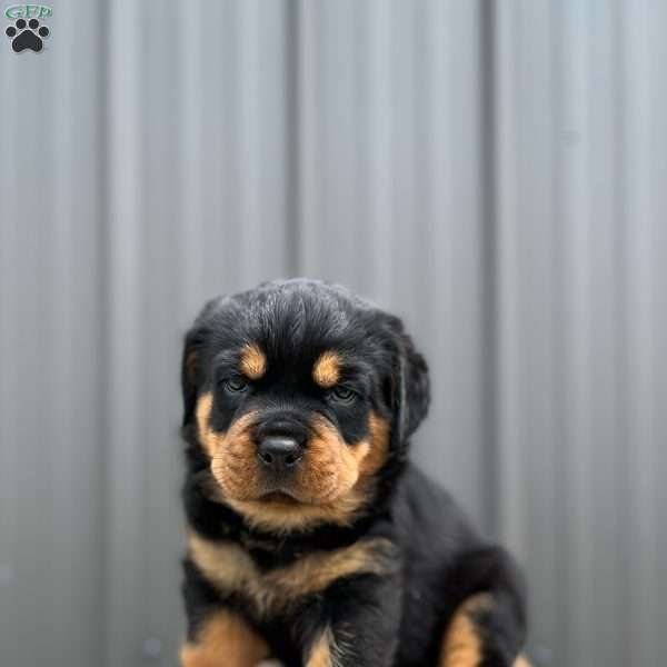 Gator, Rottweiler Puppy