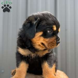 Gator, Rottweiler Puppy