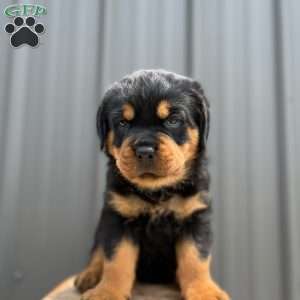 Gator, Rottweiler Puppy