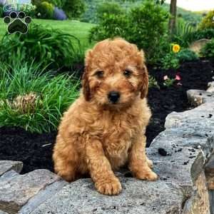 Shiloh, Mini Goldendoodle Puppy