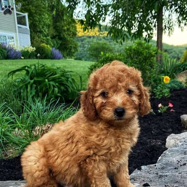 Shiloh, Mini Goldendoodle Puppy